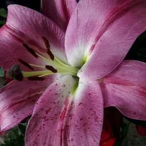 Meet your Posher, Gaby