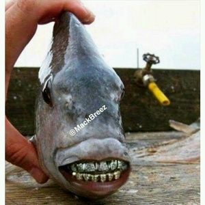 Meet your Posher, Joe