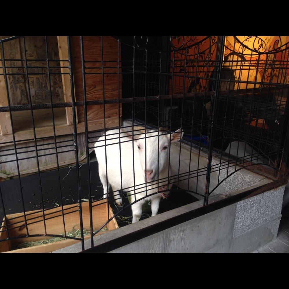 Meet your Posher, Sherrie