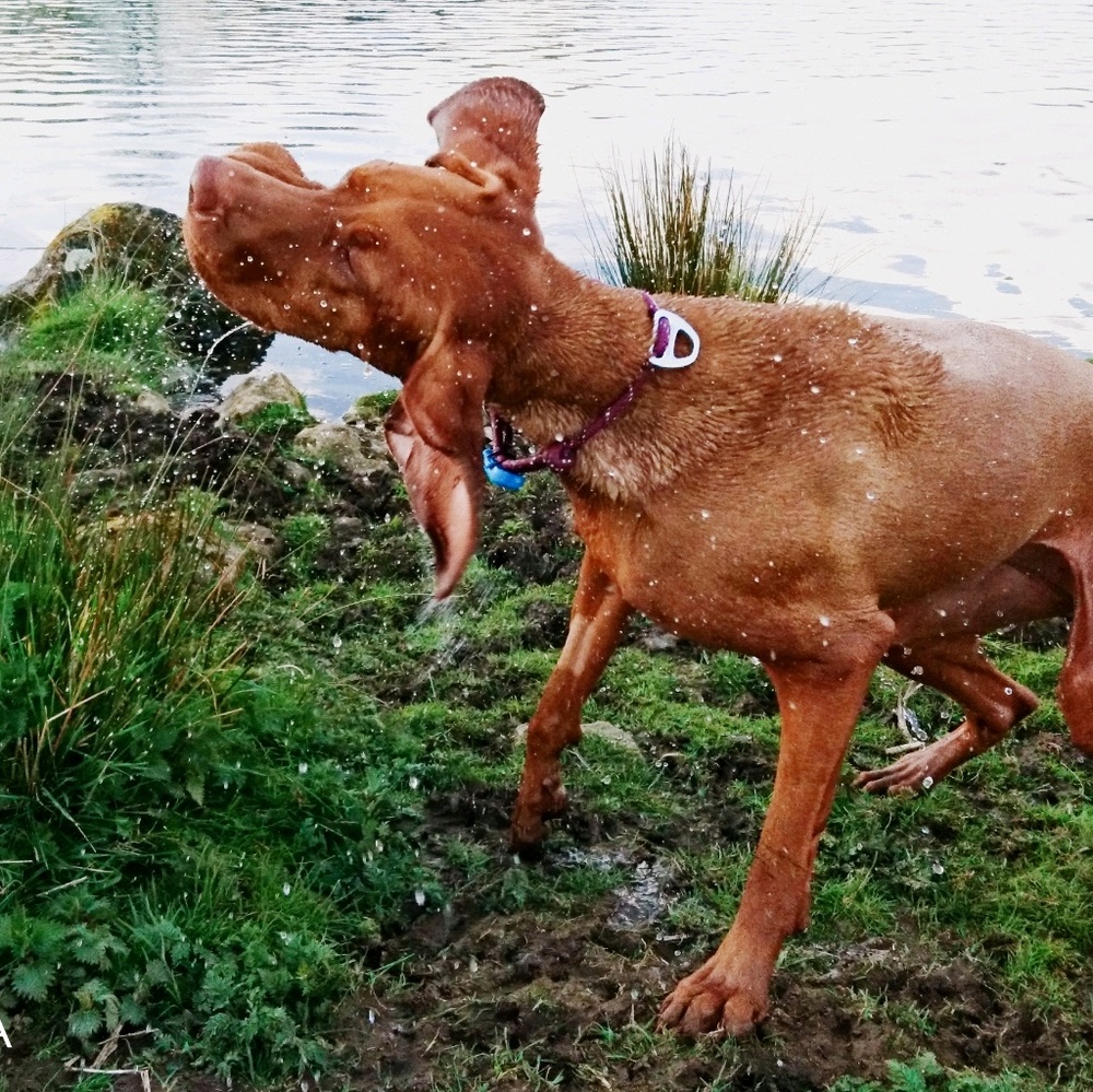 Meet your Posher, Papy