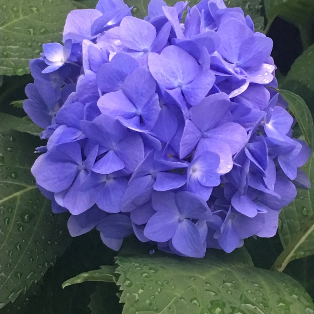 Meet your Posher, Suzi