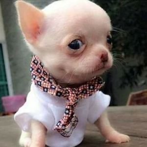 Meet your Posher, Tierra