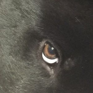 Meet your Posher, Aj