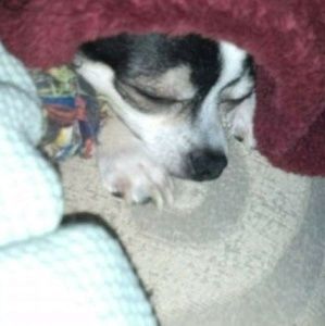 Meet your Posher, Chastity