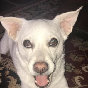 Meet your Posher, Molly