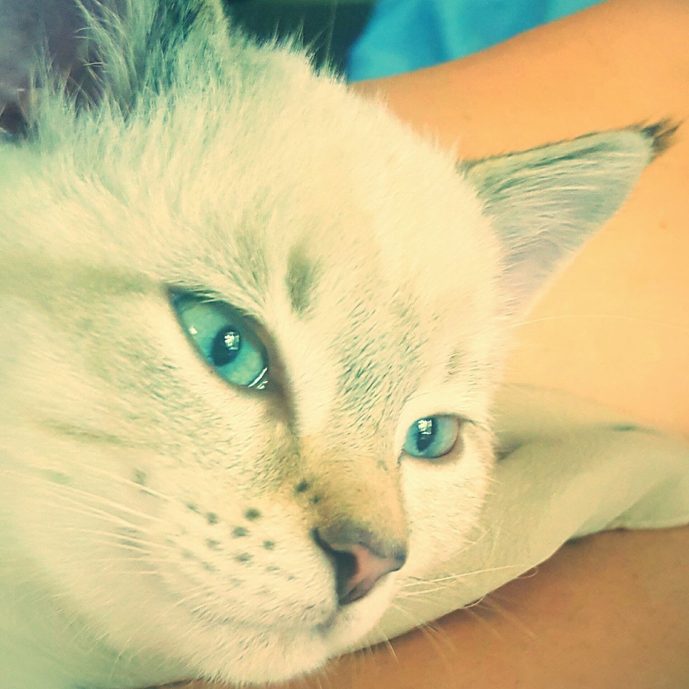 Meet your Posher, Amy