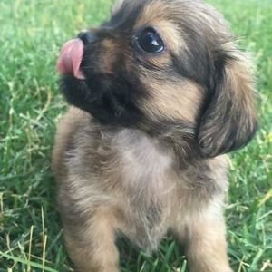 Meet your Posher, Johnny