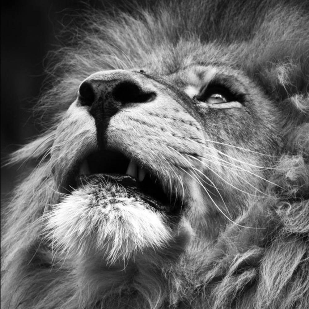 Meet your Posher, Leroy