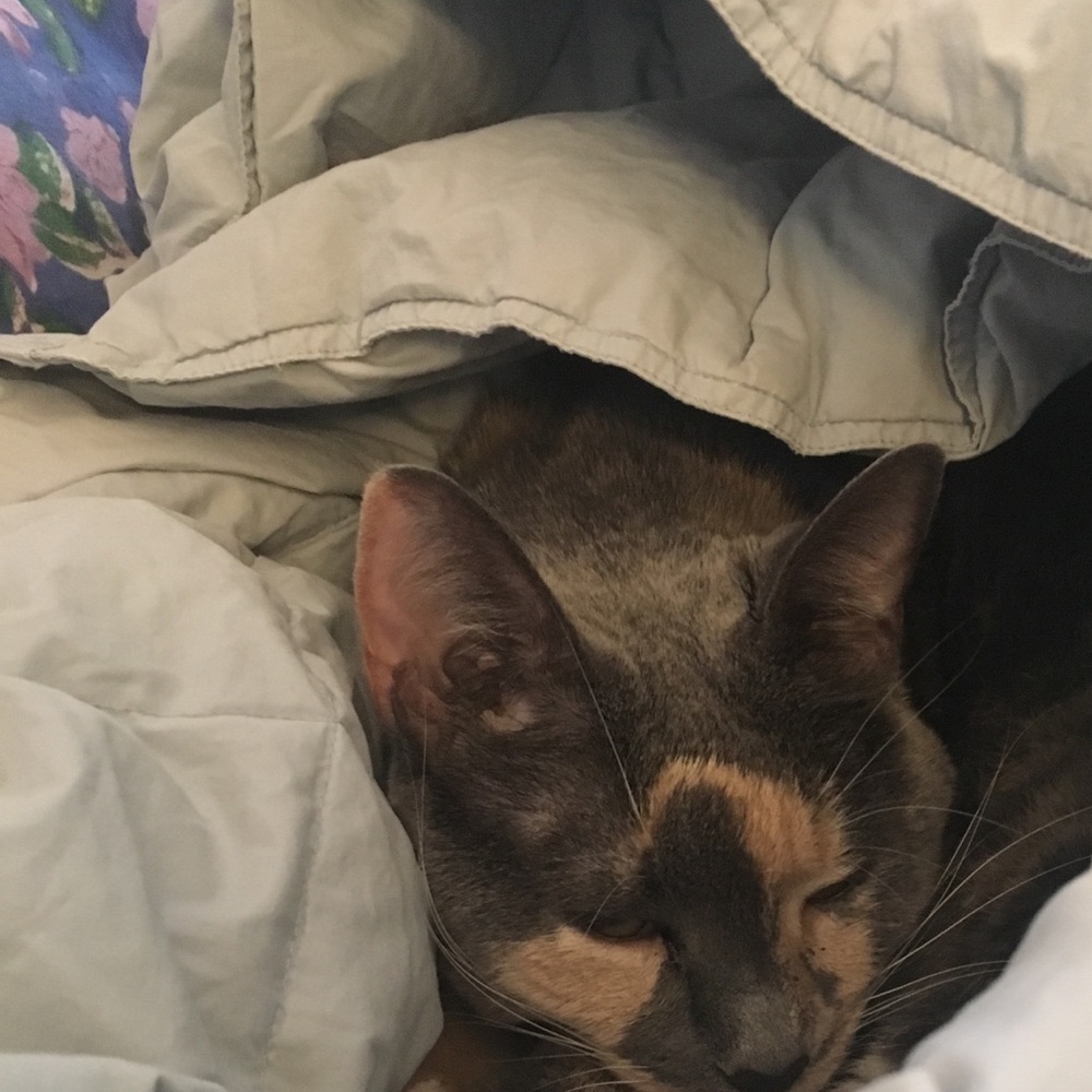 Meet your Posher, Laura