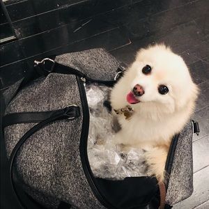 Meet your Posher, Daisy