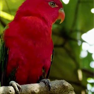 Meet your Posher, Kyrian