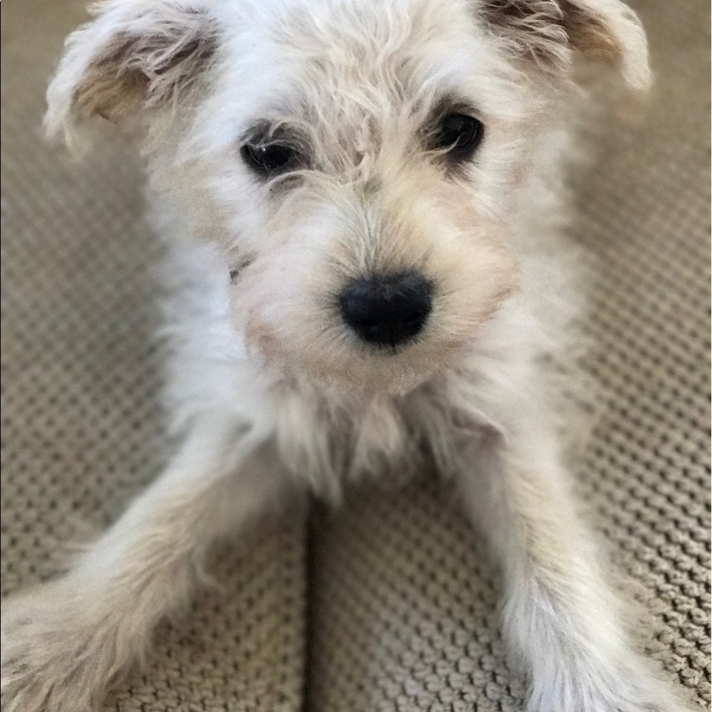 Meet your Posher, Diane