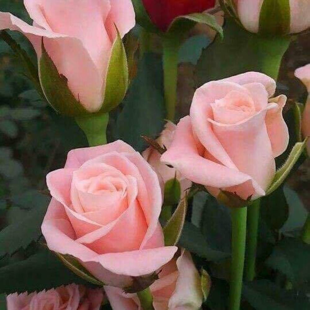 Meet your Posher, Brandy