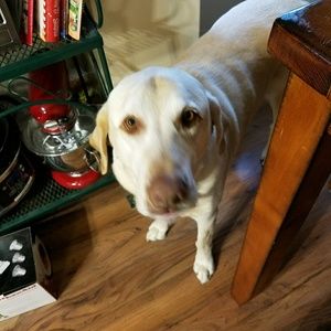 Meet your Posher, Suzanne