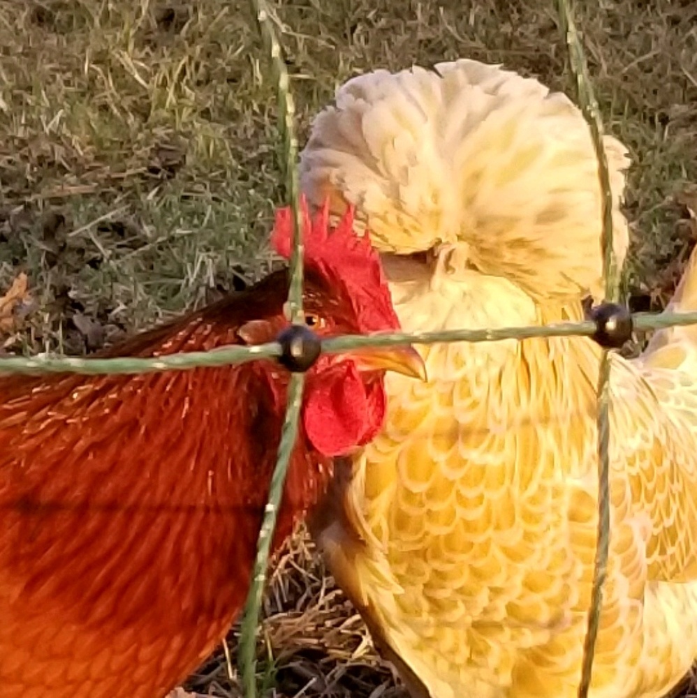 Meet your Posher, Donna