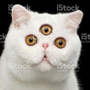 Meet your Posher, Bennett