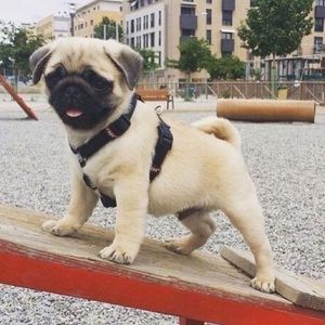 Meet your Posher, Billy