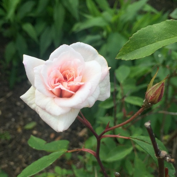 Meet your Posher, Haley - Picture 1 of 1