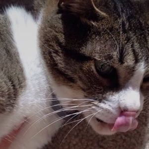 Meet your Posher, Jackson