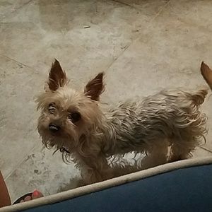 Toy yorkie free with purchase