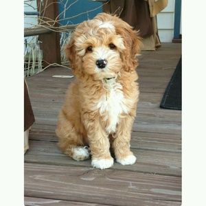 Meet your Posher, Joyce