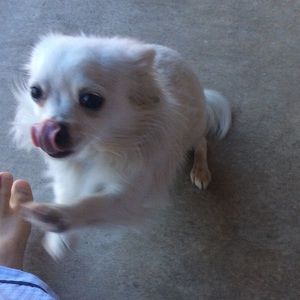 Meet your Posher, Dong
