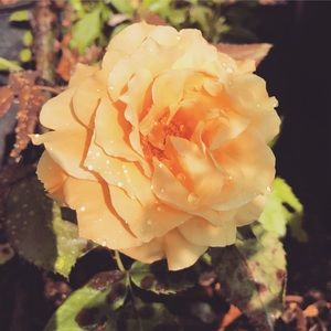 Meet your Posher, Anna marie