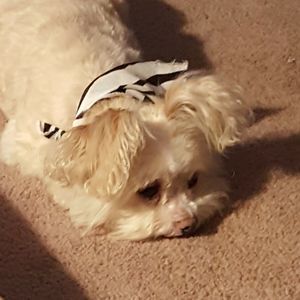 Meet your Posher, Tina