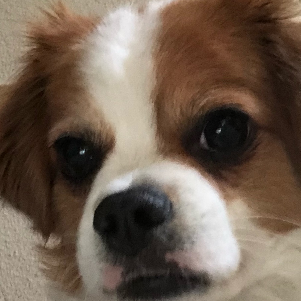 Meet your Posher, Bon