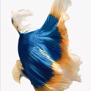 Meet your Posher, Bikram