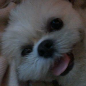 Meet your Posher, Carmella