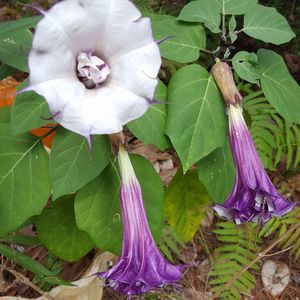 Meet your Posher, Dianne