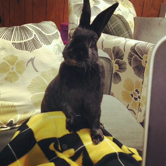 Meet your Posher, Pattie - Picture 1 of 1