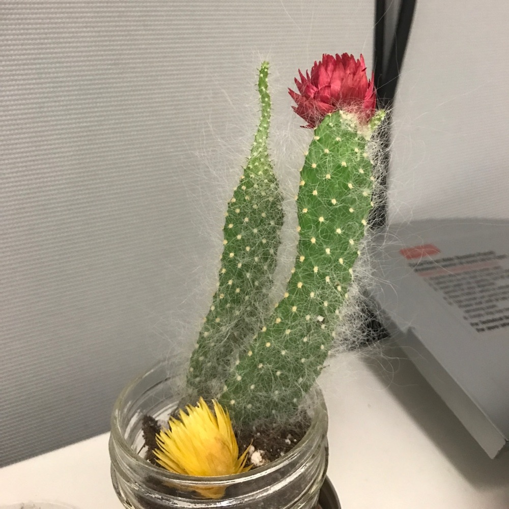 Meet your Posher, Yanel