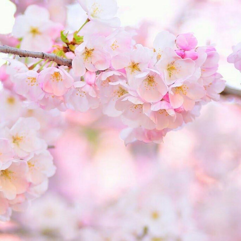 Meet your Posher, Dan is not