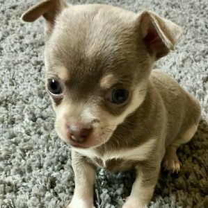 Meet your Posher, Wanda