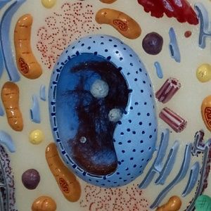 Meet your Posher, Evelyne