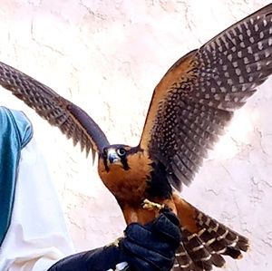 Meet your Posher, Avi