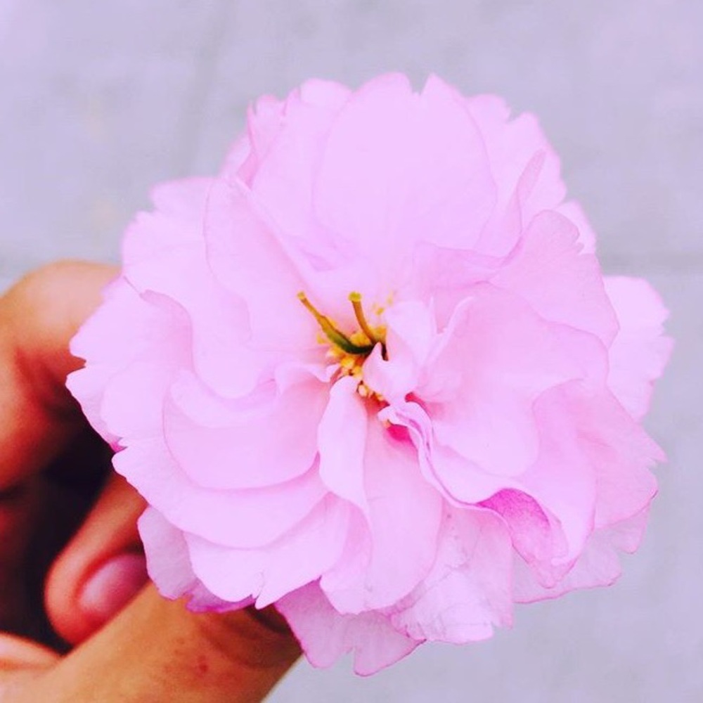 Meet your Posher, Amanda