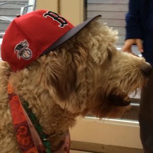 Meet your Posher, David