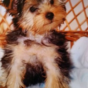 Meet your Posher, Roberta