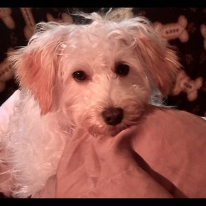 Meet your Posher, Debbie