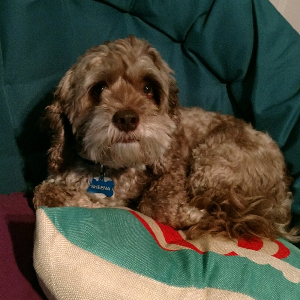 Meet your Posher, Carrie