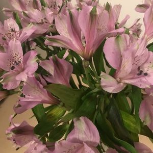 Meet your Posher, Rosemary