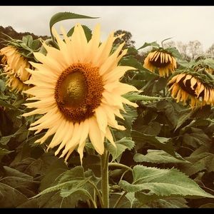 Meet your Posher, Desiree