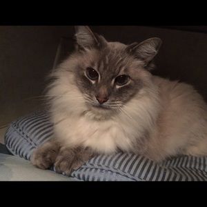 Meet your Posher, Debbie