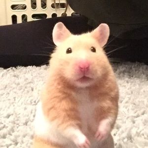 Meet your Posher, Nevaeh