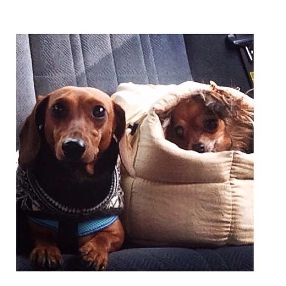 WELCOME 🐶ALL PROCEEDS BENEFIT MY DOGGIE RESCUE 🌟 - Picture 11 of 17