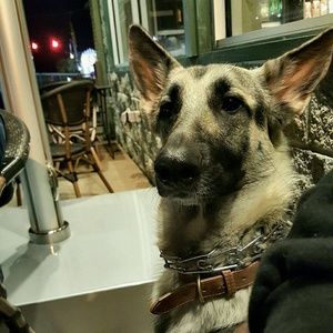 Meet your Posher, Annie