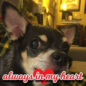 Meet your Posher, Deidre